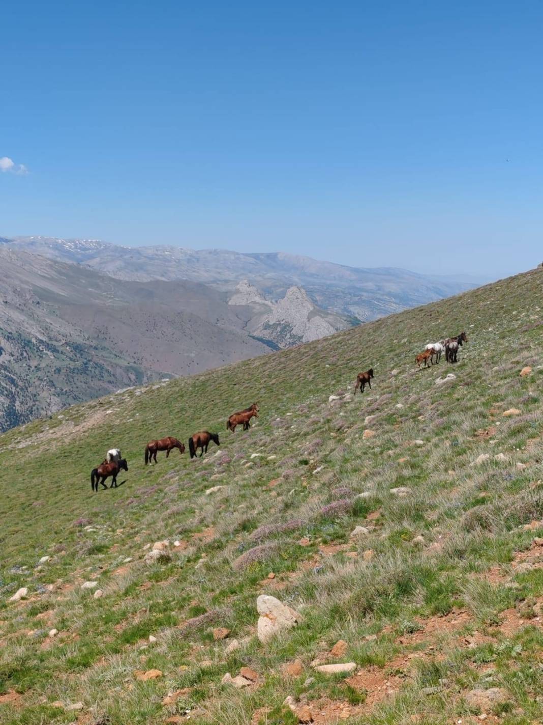 Konya’da doğanın özgür ruhu! Yılkı atları yakından görüntülendi 1